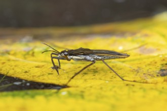Common pond skater (Gerris lacustris) adult insect feeding on an aphid on a fallen autumn leaf on