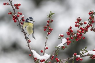 Blue tit (Parus caerulea), Emsland, Lower Saxony, Germany