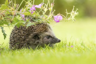European hedgehog (Erinaceus europaeus) adult animal in a garden under a flowering geranium plant