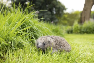 European hedgehog (Erinaceus europaeus) adult animal on a garden grass lawn next to a patch of long