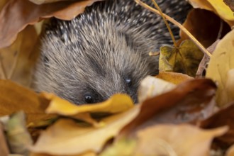 European hedgehog (Erinaceus europaeus) adult animal amongst fallen autumn leaves during