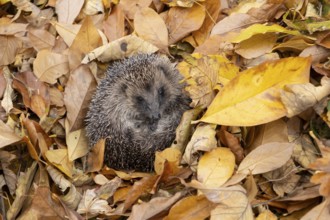 European hedgehog (Erinaceus europaeus) adult animal resting on fallen autumn leaves during