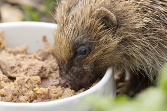 European hedgehog (Erinaceus europaeus) adult animal feeding on wet dog food in a bowl in a garden