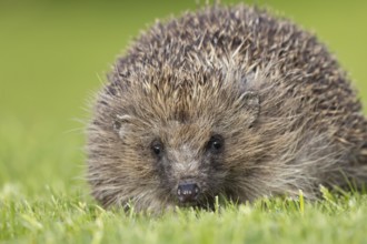European hedgehog (Erinaceus europaeus) adult animal on a garden grass lawn, England, United