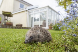 European hedgehog (Erinaceus europaeus) adult animal on a garden grass lawn with a house