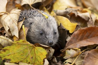 European hedgehog (Erinaceus europaeus) adult animal amongst fallen autumn leaves, England, United
