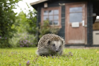 European hedgehog (Erinaceus europaeus) adult animal on a garden grass lawn with a shed in the