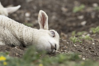 Domestic sheep (Ovis aries) juvenile baby lamb farm animal laying its head on the ground, England,