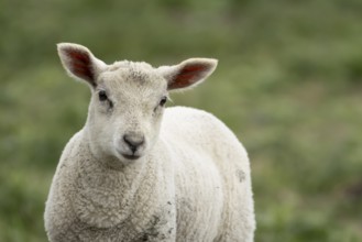 Domestic sheep (Ovis aries) juvenile baby lamb farm animal in a field, England, United Kingdom