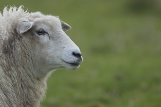 Domestic sheep (Ovis aries) adult ewe farm animal standing in a grass field, England, United