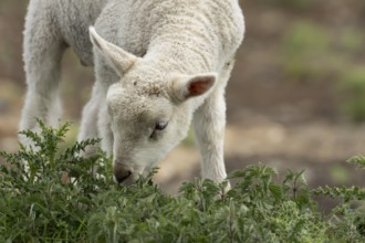 Domestic sheep (Ovis aries) juvenile baby lamb farm animal feeding on grass amongst stinging