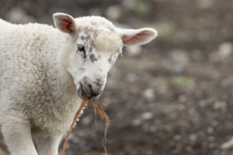 Domestic sheep (Ovis aries) juvenile baby lamb farm animal with a piece of rope in its mouth,