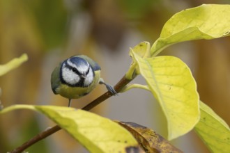 Blue tit (Cyanistes caeruleus) adult garden bird on a magnolia tree branch amongst autumn colour