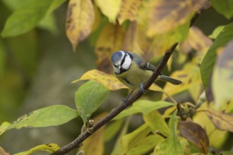 European goldfinch (Carduelis carduelis) adult garden bird on a magnolia tree branch amongst autumn