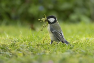 Great tit (Parus major) adult garden bird with moss for nest material in its beak in springtime,