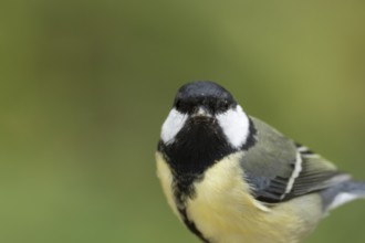 Great tit (Parus major) adult garden bird head portrait, England, United Kingdom