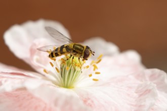 Common hoverfly (Eupeodes corollae) adult insect feeding on a garden poppy flower in summer,