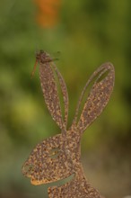 Common darter dragonfly (Sympetrum striolatum) adult insect on a metal hare garden sculpture in
