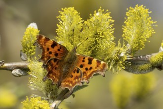 Comma butterfly (Polygonia c-album) adult insect feeding on Goat or Pussy willow (Salix caprea)