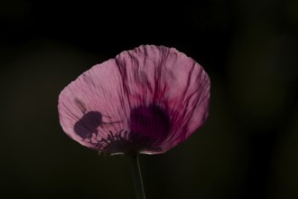 Buff tailed bumblebee (Bombus terrestris) adult bee insect flying towards a garden poppy flower in
