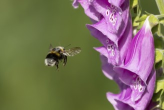Buff tailed bumblebee (Bombus terrestris) adult bee insect flying towards a Foxglove (Digitalis