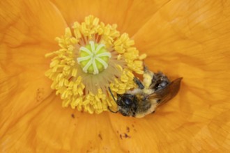 Common carder bumblebee (Bombus pascuorum) adult bee insect feeding on a garden Spanish orange