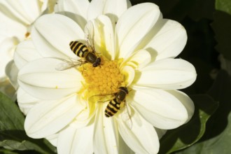 Common hoverfly (Eupeodes corollae) two adult insects feeding on a garden Dahlia flower in summer,