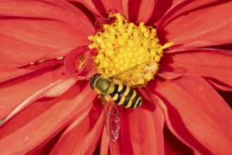 Common hoverfly (Eupeodes corollae) adult insect feeding on a garden Dahlia flower in summer,