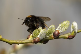 Buff tailed bumblebee (Bombus terrestris) adult bee insect feeding on Goat or Pussy willow (Salix