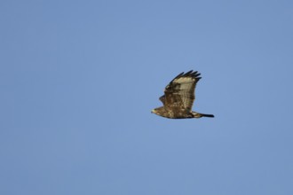 Common buzzard (Buteo buteo) adult bird of prey in flight, England, United Kingdom