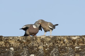 Wood pigeon (Columba palumbus) adult garden bird feeding a juvenile baby squab bird on a house roof