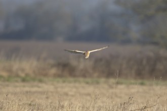 Barn owl (Tyto alba) adult bird of prey hunting in flight over grassland, England, United Kingdom