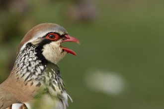 Red legged or French partridge (Alectoris rufa) adult bird calling, England, United Kingdom