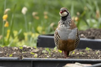 Red legged or French partridge (Alectoris rufa) adult bird on a garden raised vegetable bed in