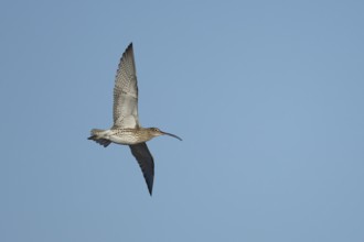 Eurasian curlew (Numenius arquata) adult wading bird in flight, England, United Kingdom