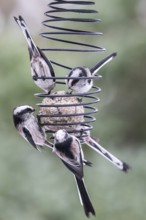 Long-tailed tits (Aegithalos caudatus) at the tit dumpling, Emsland, Lower Saxony, Germany