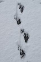 Track of nutria (Myocastor coypus) in the snow, Emsland, Lower Saxony, Germany