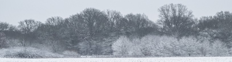Winter landscape with black alder (Alnus glutinosa) willows (Salix) and oaks (Quercus robur),