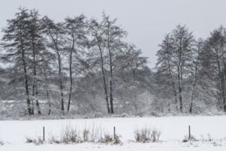 Winter landscape with black alder (Alnus glutinosa), Emsland, Lower Saxony, Germany