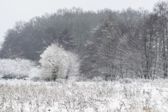 Winter landscape with black alders (Alnus glutinosa) and willows (Salix), Emsland, Lower Saxony,