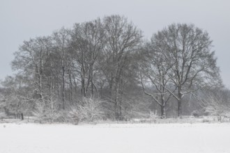 Winter landscape with oaks (Quercus robur), Emsland, Lower Saxony, Germany