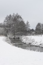 Winter landscape with black alder (Alnus glutinosa) along a ditch, Emsland, Lower Saxony, Germany
