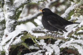 Blackbird (Turdus merula) in a snow-covered pine tree, Emsland, Lower Saxony, Germany