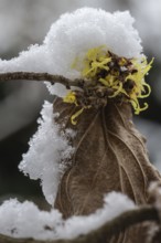 Witch hazel (Hamamelis mollis Pallida) in the snow, Emsland, Lower Saxony, Germany