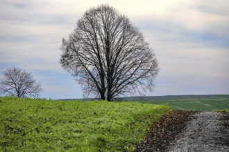 Leafless linden tree in late autumn, Karsberg, Upper Franconia, Bavaria, Germany