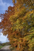 Beech trees (Fagus) in autumn foliage, Franconia, Bavaria, Germany
