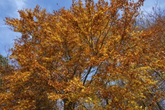 Beech (Fagus) in autumn leaves, Franconia, Bavaria, Germany