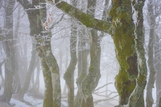 Moss-covered trees in fog convey a mysterious winter atmosphere, European beech, winter, Hohneck,