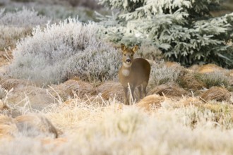 A roe deer stands peacefully in a frost-covered grass field in front of a coniferous tree, Roe deer