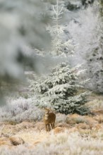 A roe deer stands in frosty nature surrounded by conifers and dull light, Roe deer (Capreolus